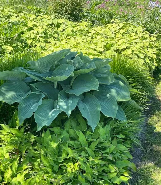 HOSTA Shadowland 'Empress Wu' 3L