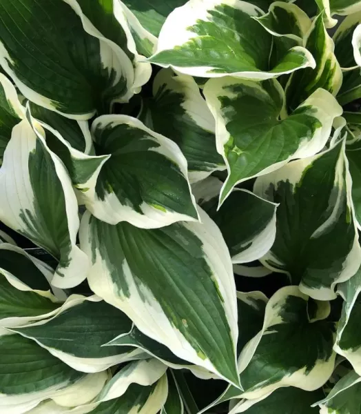 hosta-fortunei-patriot-copyright-72912-1.webp