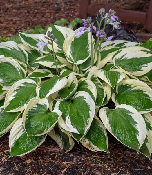 hosta-fortunei-patriot_4_enfleurs_2b98a9d4-c157-4b3b-846b-c5363fd3bd21.webp