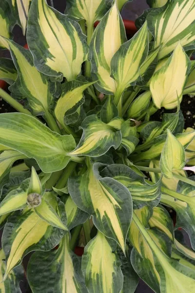 HOSTA HAPPY DAYZ 3L