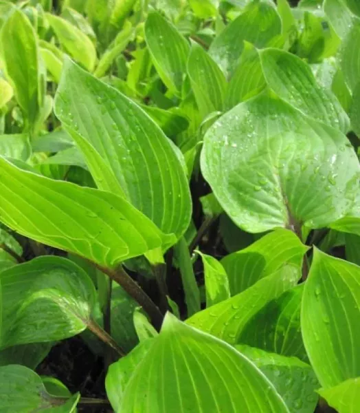 hosta-purple-heart-9646-1.webp