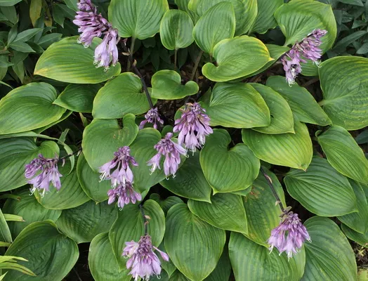 hosta-purple-heart-pp-22725i-14898s-65867r-2_c15551e0-3633-41d3-a79c-53f719acda8d.webp