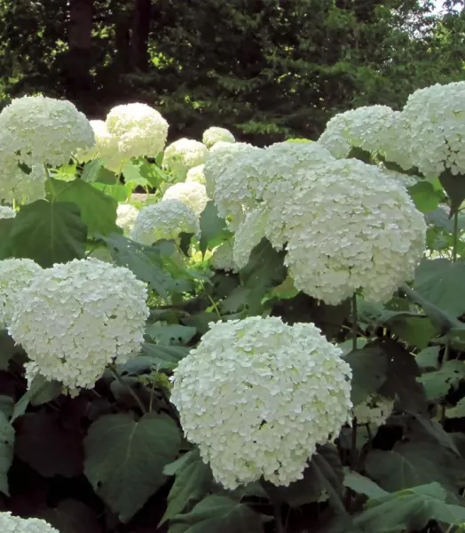 hydrangea-arborescens-incrediball-7861-1_1.webp