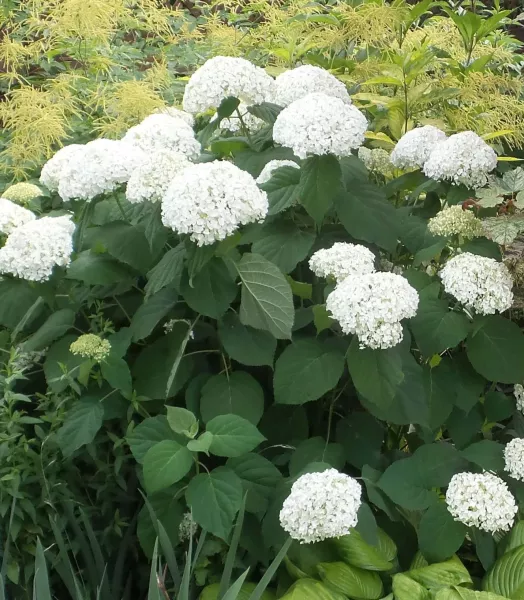 hydrangea-arborescens-incrediball-7861-2_1.webp