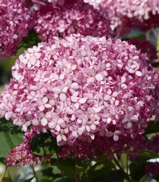 hydrangea-arborescens-invincibelle-67835-1.webp