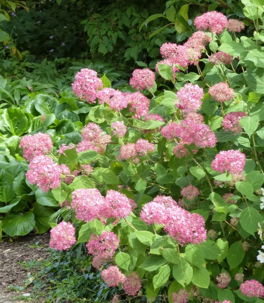 hydrangea-arborescens-invincibelle-67835-2.webp