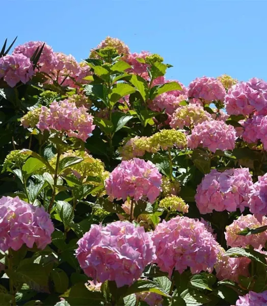 HYDRANGEA macrophylla Bouquet Rose 4L