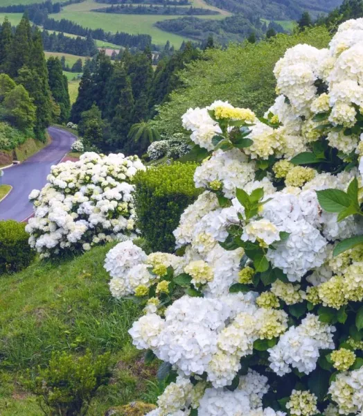 hydrangea-macrophylla-immaculata-copyright-100652-1.webp