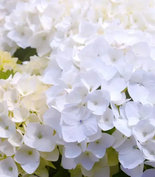 hydrangea-macrophylla-immaculata-copyright-100652-2.webp