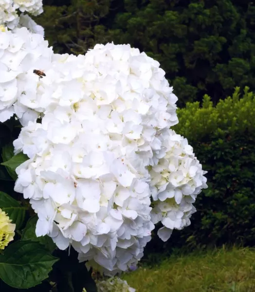 hydrangea-macrophylla-immaculata-copyright-100652-3.webp