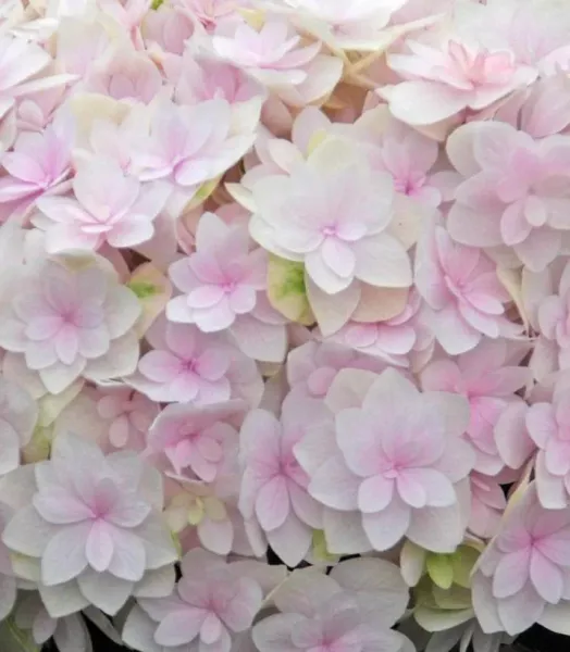 hydrangea-macrophylla-kazan-86040-3.webp