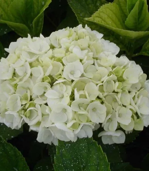 HYDRANGEA macrophylla Mme emile mouillère 4L