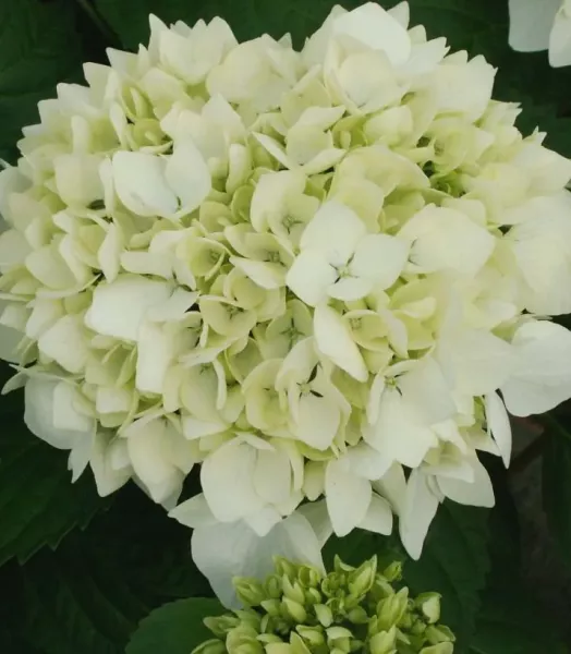 hydrangea-macrophylla-soeur-therese-82569-1.webp