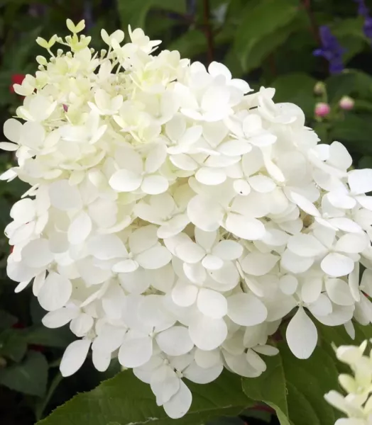 HYDRANGEA paniculata Phantom 4L