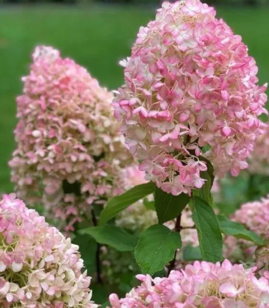 hydrangea-paniculata-pinkachu-v-87388-1.webp