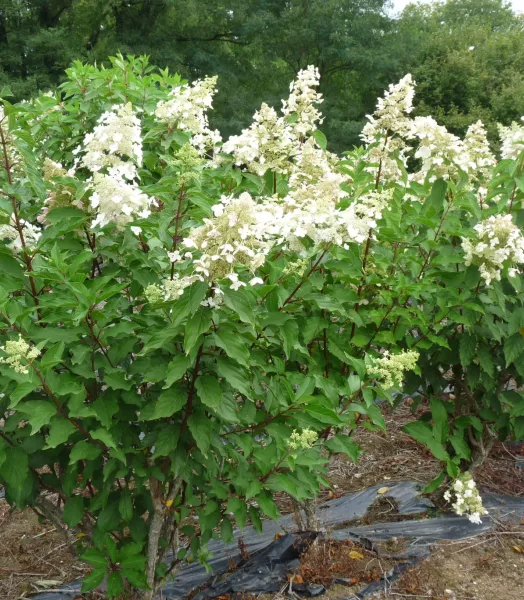 hydrangea-paniculata-unique-1.webp