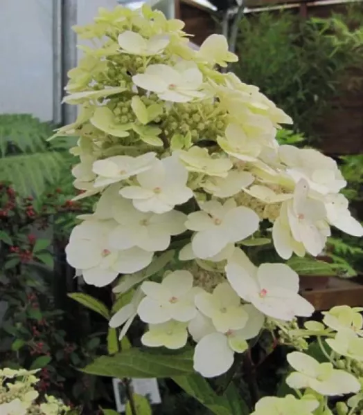 hydrangea-paniculata-unique-ld-wallygrom-67842-1.webp