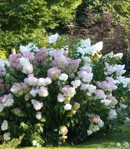 hydrangea-paniculata-vanille-fraise-820172-6.webp