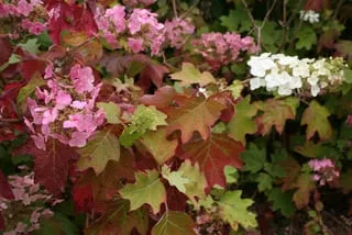 hydrangea-quercifolia-alice-1.webp