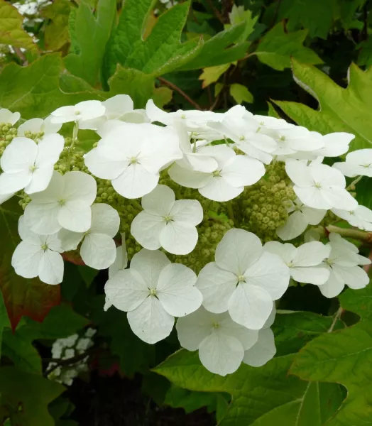 hydrangea-quercifolia-alice-2.webp