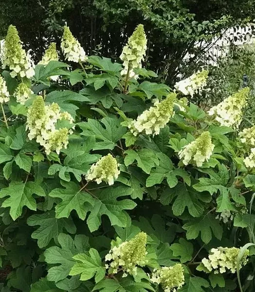 hydrangea-quercifolia-ruby-slipper-2.webp