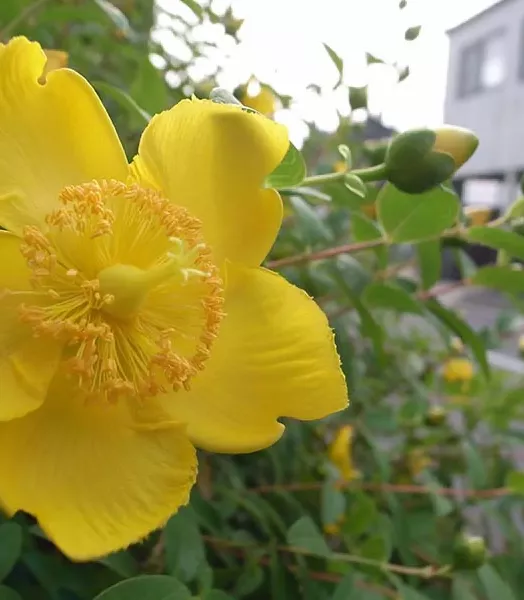 Hypericum calycinum 4L