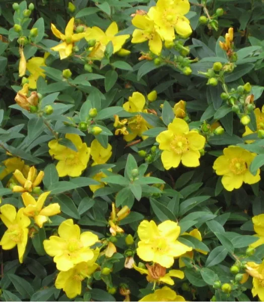 hypericum-hidcote-millepertuis-hidcote.webp