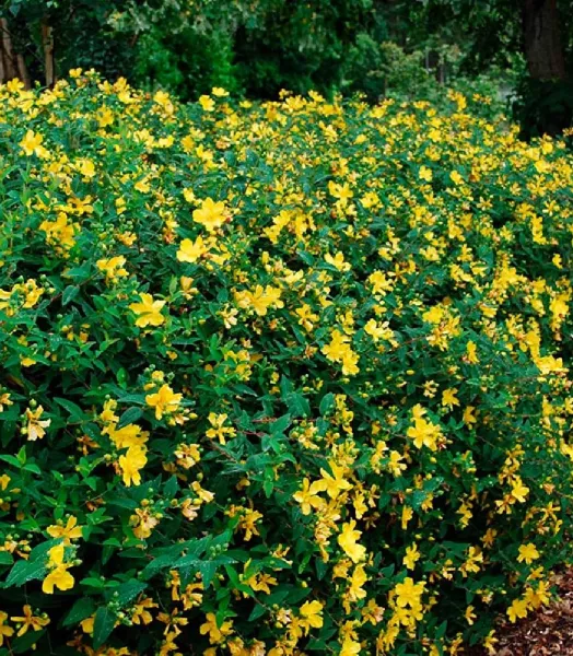 hypericum_hidcote.webp