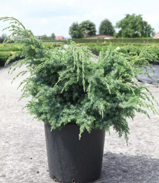 JUNIPERUS CHINENSIS BLUE ALPS 4L