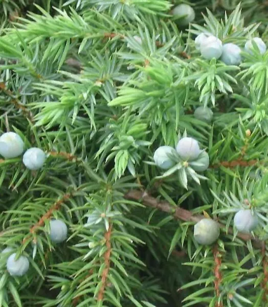 juniperus-conferta-schlager-88133-1.webp