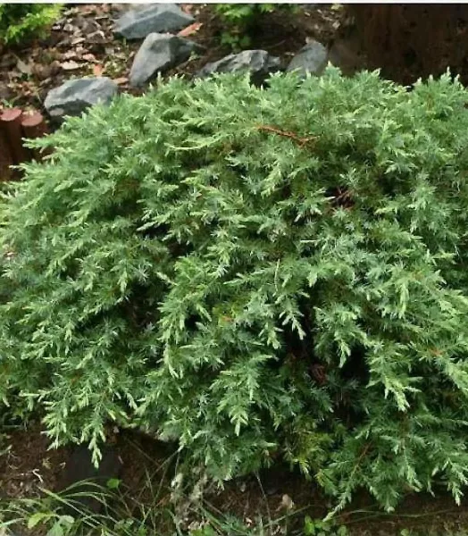 juniperus-conferta-schlager-88133-2.webp