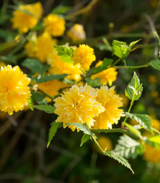 kerria-japonica-pleniflora-copyright-780311-4.webp