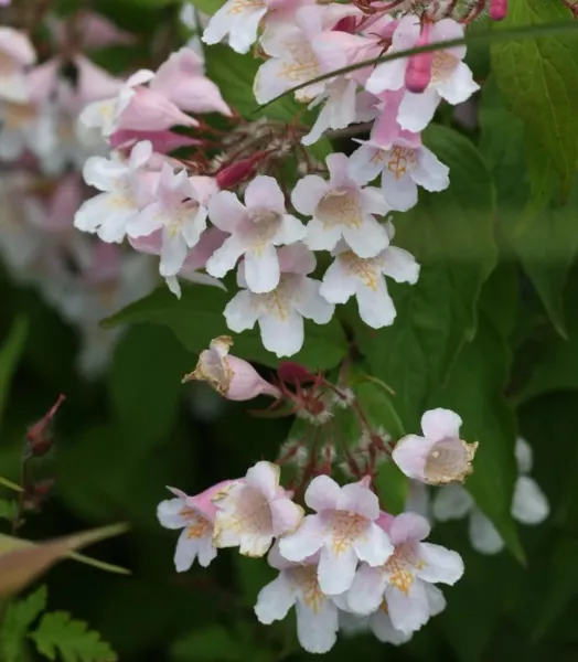 Kolkwitzia amabilis Pink Cloud 4L