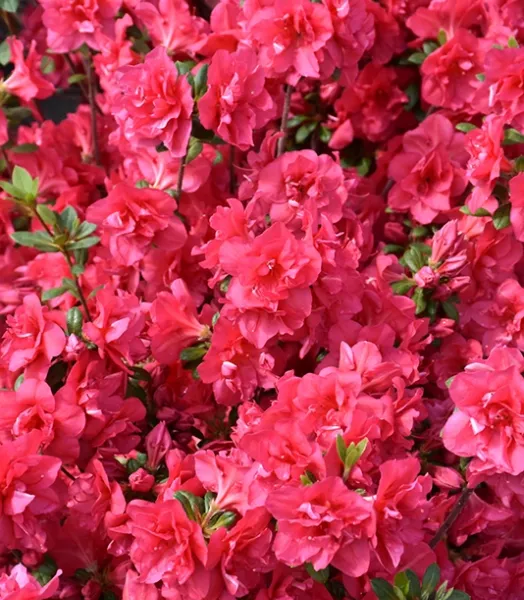 AZALEA JAPO. CHRISTINA 3L