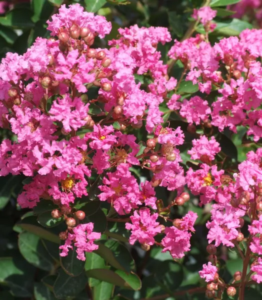 LAGERSTROEMIA indica 'Rose Indien' 4L