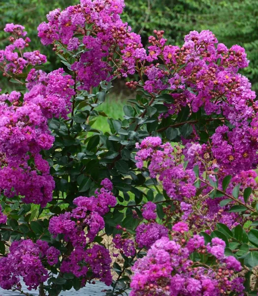 LAGERSTROEMIA indica 'Violet d'été' 4L