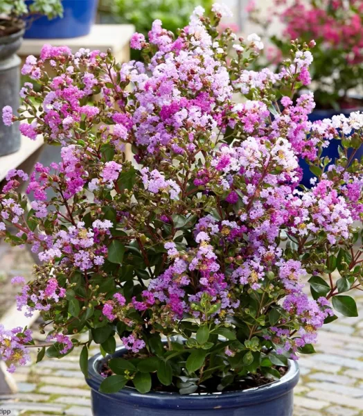 LAGERSTROEMIA indica Eternal - With Love 4L