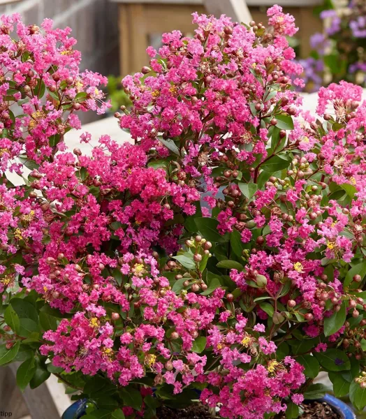 LAGERSTROEMIA indica Kiss - With Love 4L