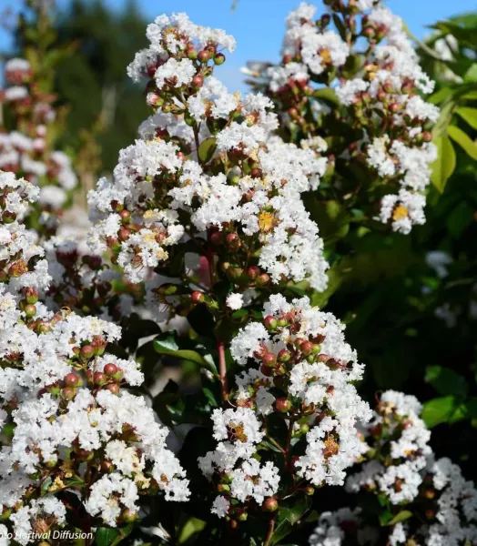 LAGERSTROEMIA indica Neige d'Eté  4L