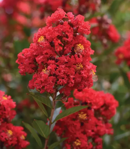 lagerstroemia_enduringred_web_003.webp