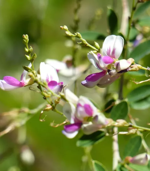 LESPEDEZA thunbergii 'EDO SHIBORI' 4L