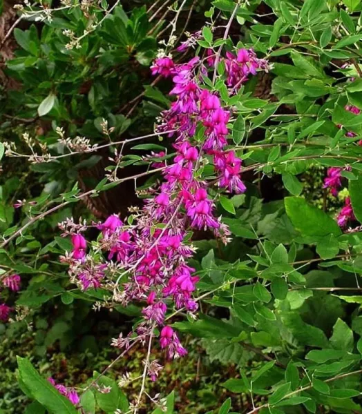 LESPEDEZA THUNBERGII 4L