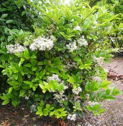 LIGUSTRUM JAPO. TEXANUM SELECT