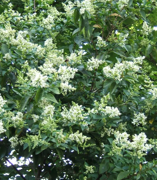 LIGUSTRUM JAPONICUM 4L