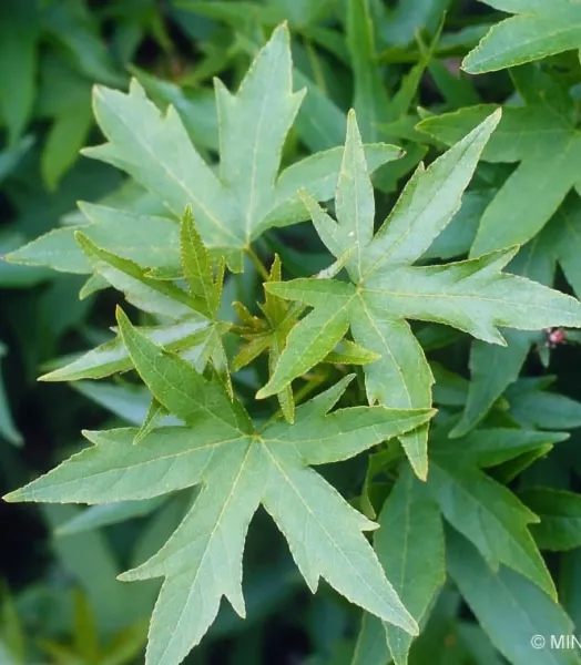 liquidambar-styraciflua-worplesdon-787707-1.webp