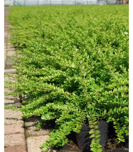 LONICERA nitida Maigrun 3L