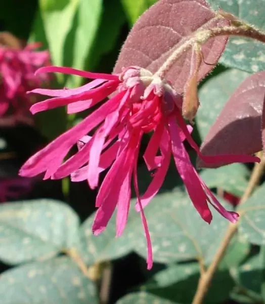 loropetalum-7574-1_0.webp