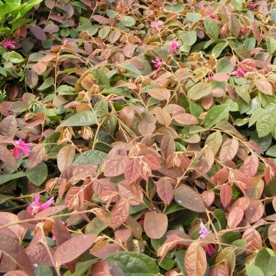 loropetalum-chinense-ming-dynasty-loropetale-de-chine-rose.webp