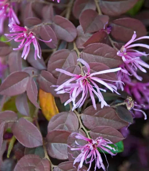 LOROPETALUM CHINENSIS PIPA'S RED 4L