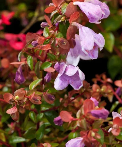 ABELIA PW PINKY BELLS 4L